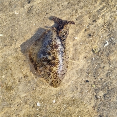 Unverified Sea Slug, Sea Hare or Bubble Shell at Merimbula, NSW - 13 Apr 2025 by theokarner