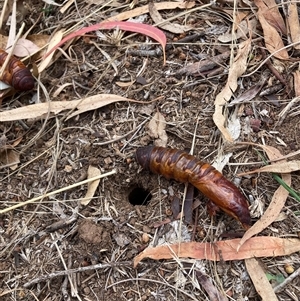 Hepialidae (family) IMMATURE at Hackett, ACT - 15 Apr 2025 11:37 AM