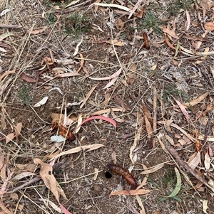 Hepialidae (family) IMMATURE at Hackett, ACT - 15 Apr 2025 11:37 AM