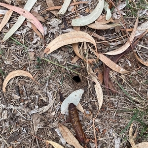 Hepialidae (family) IMMATURE at Hackett, ACT - 15 Apr 2025 11:37 AM