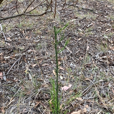Exocarpos cupressiformis (Cherry Ballart) at Watson, ACT - 14 Apr 2025 by waltraud