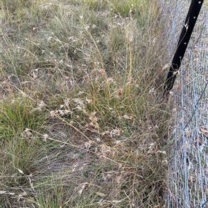 Themeda triandra (Kangaroo Grass) at Watson, ACT - 14 Apr 2025 by waltraud
