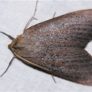 Paralaea porphyrinaria at Bolivia, NSW - suppressed