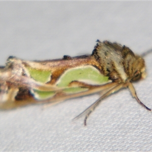 Cosmodes elegans at Bolivia, NSW - suppressed
