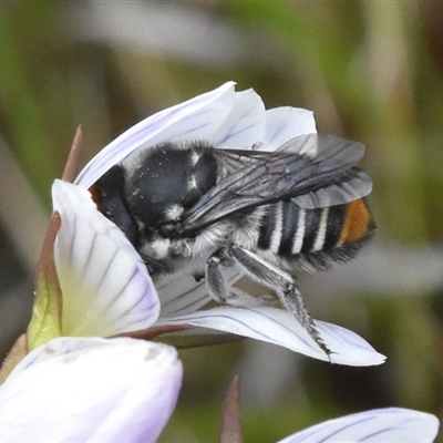 Megachile (Eutricharaea) maculariformis (Gold-tipped leafcutter bee) at Cotter River, ACT - 11 Apr 2025 by jmcleod