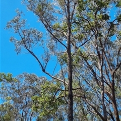 Eucalyptus sp. by MazzV