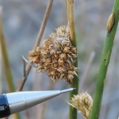 Juncus vaginatus at Cootralantra, NSW - 7 Apr 2025 by AndyRoo