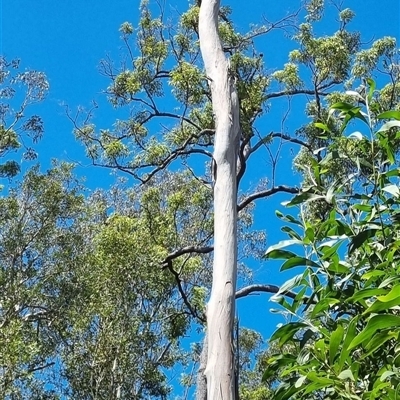 Eucalyptus sp. by MazzV