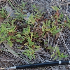 Persicaria prostrata (Creeping Knotweed) at Cootralantra, NSW - 7 Apr 2025 by AndyRoo
