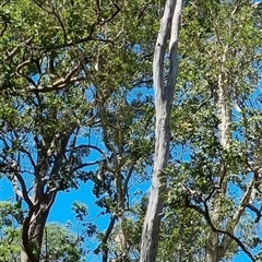 Eucalyptus sp. by MazzV