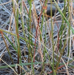 Juncus subsecundus at Cootralantra, NSW - 7 Apr 2025 05:36 PM