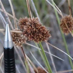 Cyperus at Cootralantra, NSW - 7 Apr 2025 by AndyRoo