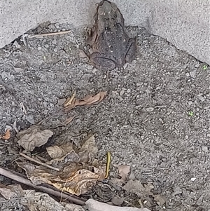 Rhinella marina at The Whiteman, NSW - 16 Apr 2025 10:40 AM