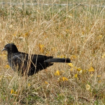 Corcorax melanorhamphos (White-winged Chough) at Symonston, ACT - 16 Apr 2025 by CallumBraeRuralProperty