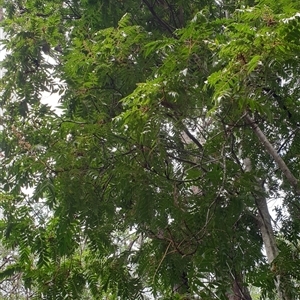 Jagera pseudorhus at suppressed - suppressed