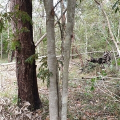 Jagera pseudorhus at suppressed - suppressed