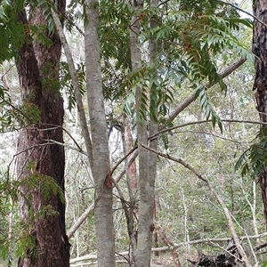 Jagera pseudorhus at suppressed - suppressed