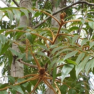 Jagera pseudorhus at suppressed - suppressed
