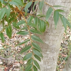 Jagera pseudorhus at suppressed - suppressed