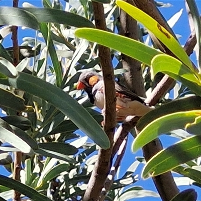 Taeniopygia guttata (Zebra Finch) at Petermann, NT - 16 Apr 2025 by trevorpreston