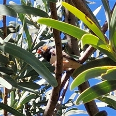 Taeniopygia guttata at Petermann, NT - 16 Apr 2025 11:09 AM
