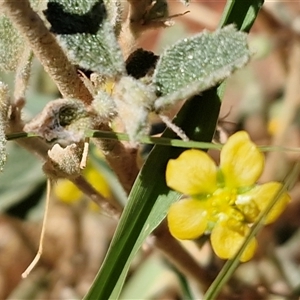 Sida (Genus) at Petermann, NT - 16 Apr 2025 10:59 AM