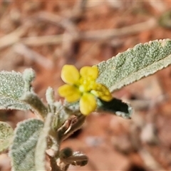 Sida (Genus) at Petermann, NT - 16 Apr 2025 10:59 AM
