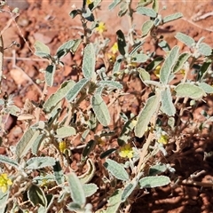 Sida (Genus) at Petermann, NT - 16 Apr 2025 10:59 AM