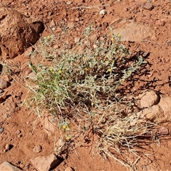 Sida (Genus) at Petermann, NT - 16 Apr 2025 10:59 AM