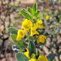 Senna artemisioides subsp. oligophylla (Blunt-Leaved Cassia) at Petermann, NT - Yesterday by trevorpreston