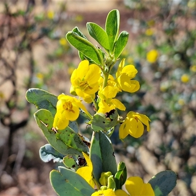 Senna artemisioides subsp. oligophylla (Blunt-Leaved Cassia) at Petermann, NT - Yesterday by trevorpreston