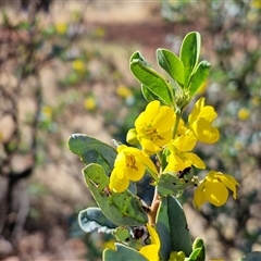 Senna artemisioides subsp. oligophylla at Petermann, NT - 16 Apr 2025 10:56 AM