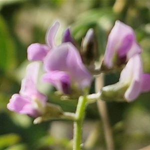 Glycine canescens at Petermann, NT - 16 Apr 2025 10:00 AM