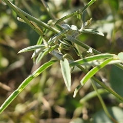 Glycine canescens at Petermann, NT - 16 Apr 2025 10:00 AM
