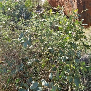 Glycine canescens at Petermann, NT - 16 Apr 2025 10:00 AM
