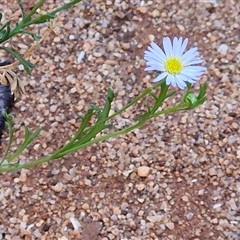 Brachyscome ciliaris (Bushy Cut-leaf Daisy) at Petermann, NT - Yesterday by trevorpreston