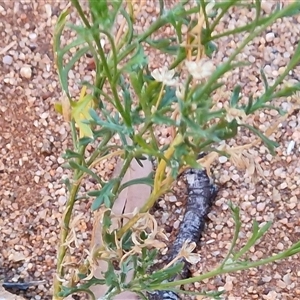 Brachyscome ciliaris at Petermann, NT - 16 Apr 2025 09:54 AM