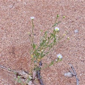 Brachyscome ciliaris at Petermann, NT - 16 Apr 2025 09:54 AM