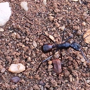 Unverified Ant (Hymenoptera, Formicidae) at Petermann, NT - Today by trevorpreston
