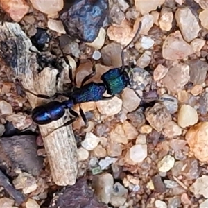 Rhytidoponera metallica at Petermann, NT - 16 Apr 2025 09:51 AM