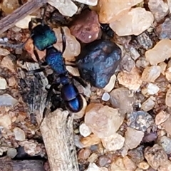 Rhytidoponera metallica at Petermann, NT - 16 Apr 2025 09:51 AM