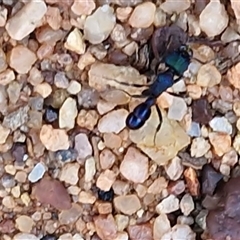 Rhytidoponera metallica at Petermann, NT - 16 Apr 2025 09:51 AM