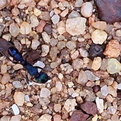 Rhytidoponera metallica at Petermann, NT - 16 Apr 2025 09:51 AM