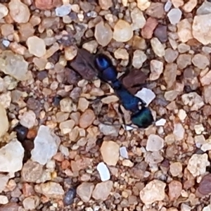 Rhytidoponera metallica at Petermann, NT - 16 Apr 2025 09:51 AM