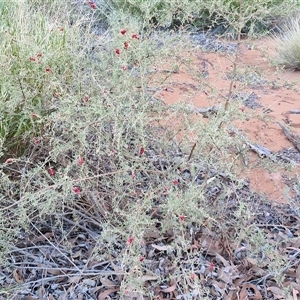 Rhagodia spinescens at Petermann, NT - 16 Apr 2025 09:48 AM