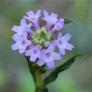Verbena macrostachya at Petermann, NT - 16 Apr 2025 09:43 AM