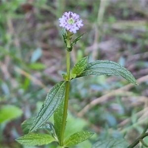 Verbena macrostachya at Petermann, NT - 16 Apr 2025 09:43 AM