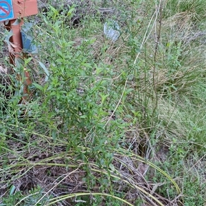 Verbena macrostachya at Petermann, NT - 16 Apr 2025 09:43 AM