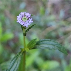 Verbena macrostachya at Petermann, NT - 16 Apr 2025 09:43 AM