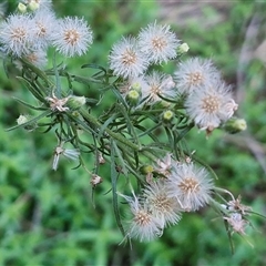 Erigeron bonariensis (Flaxleaf Fleabane) at Petermann, NT - Yesterday by trevorpreston